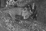 Sub-Adult Male Leopard