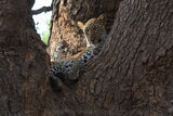 Sub-Adult Male Leopard