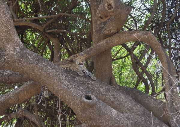 Sub-Adult Male Leopard