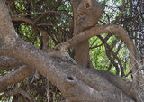 Sub-Adult Male Leopard