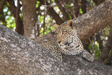 Sub-Adult Male Leopard