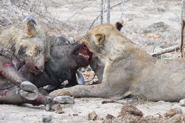 Lion Kill