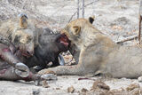 Lion Kill