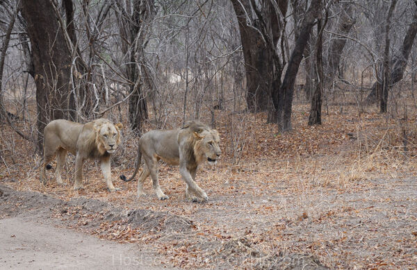 Lions