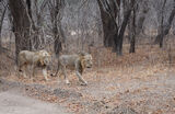 Lions