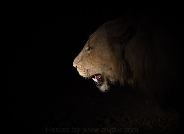 Lion