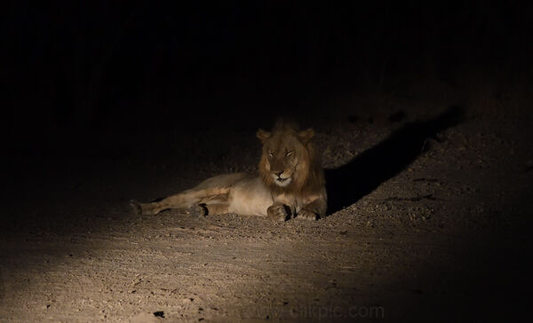 Lion