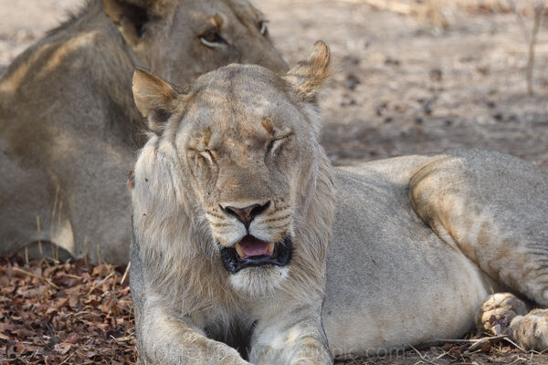 Lions