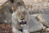 Lions