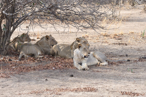 Lions