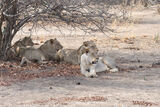 Lions