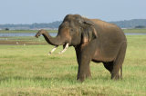 Asian Elephant Bull