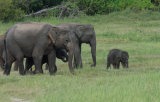 Asian Elephants