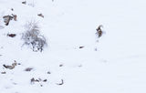 Asiatic Ibex