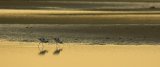 Avocets at Sunrise