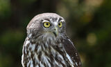 Barking Owl (Captive)