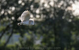 Barn Owl
