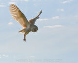 Barn Owl Hunting