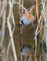 Bearded Tit (Captive)