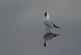 Black-headed Gull
