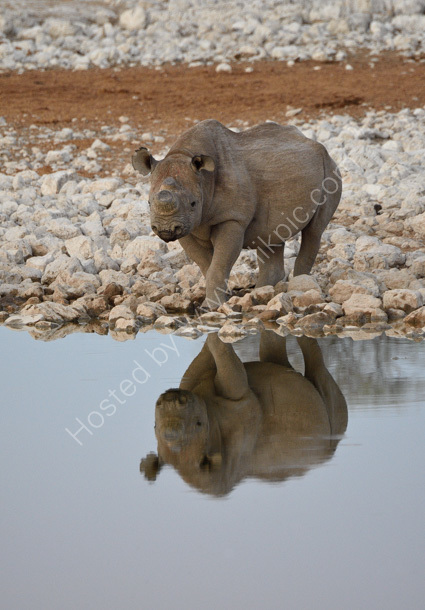 Black Rhino