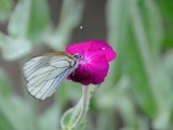 Black Veined White on Red Campion