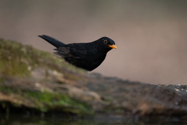 Blackbird