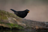 Blackbird