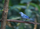Blue-grey Tanager
