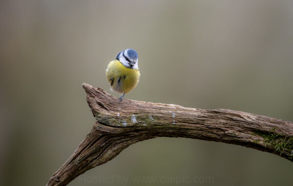 Blue Tit