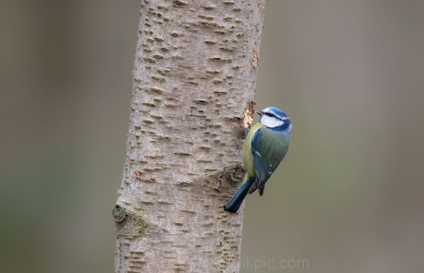Blue Tit
