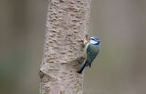 Blue Tit