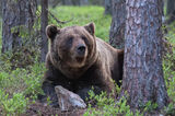 Brown Bear