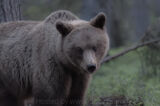 Brown Bear