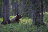 Brown Bear
