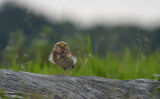 Burrowing Owl