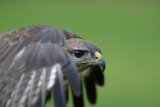 Buzzard (Captive)