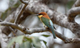 Chestnut Headed Bee Eater