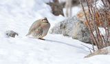 Chukar