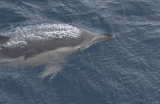 Common Dolphin