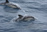 Common Dolphins