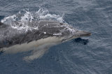 Common Dolphin
