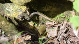 Common Wall Lizard