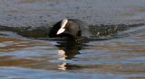 Coot