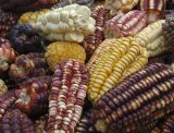 Corn Cobs, Pisac Market