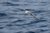 Cory's Shearwater