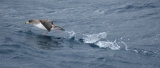 Cory's Shearwater