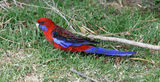 Crimson Rosella (Habituated)