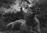 Dingo (Captive)