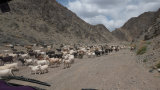Driving Past Goat Herd, South Gobi